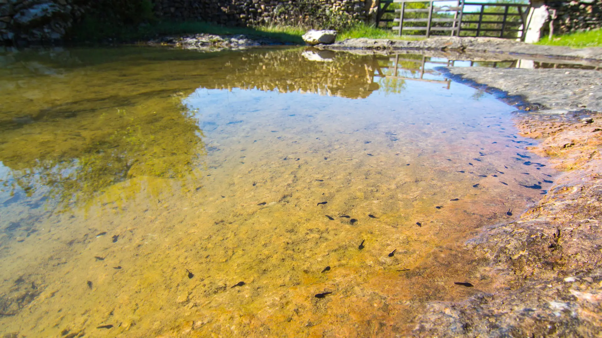Caniac du Causse - Lac de Saint-Namphaise