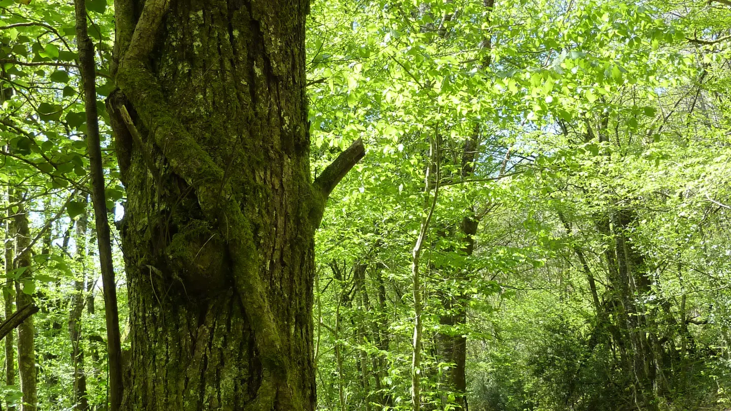 Latouille-Lentillac - Sentier sous les chênes_12 © Lot Tourisme - C. Sanchez