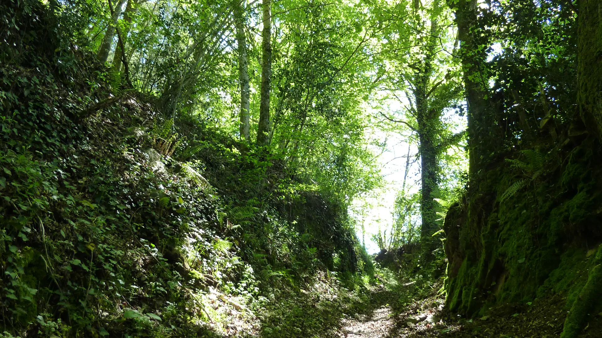 Latouille-Lentillac - Passage entre mousse, lierre et fougère_05 © Lot Tourisme - C. Sanchez