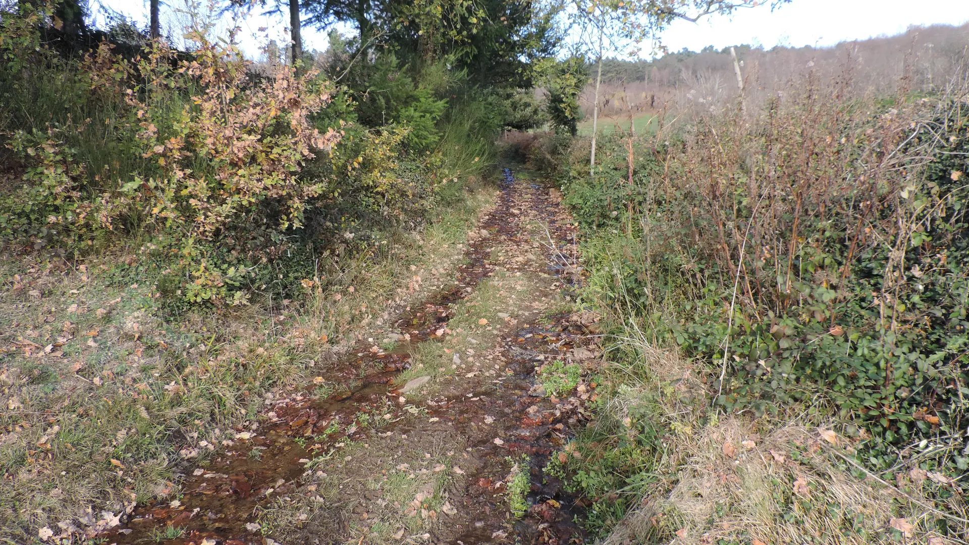 Le chemin-ruisseau