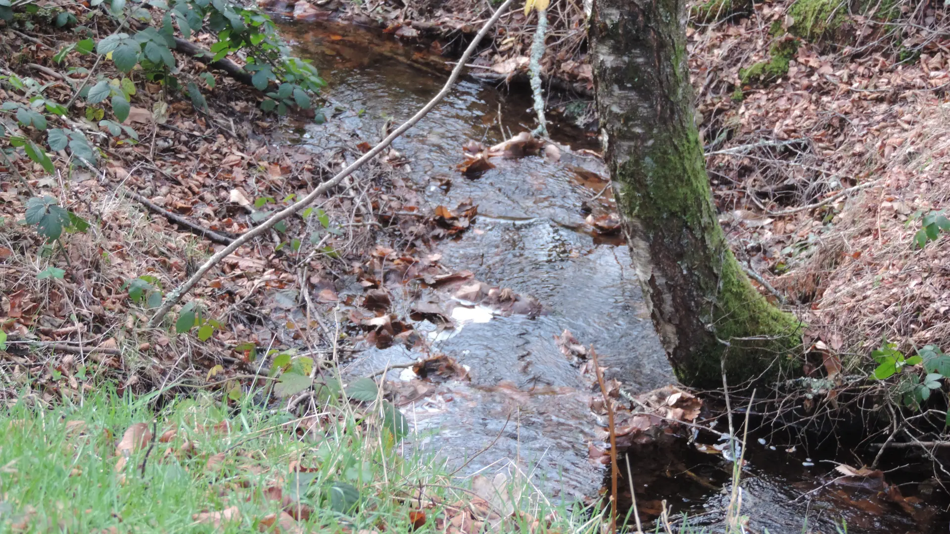 Le petit ru serpente