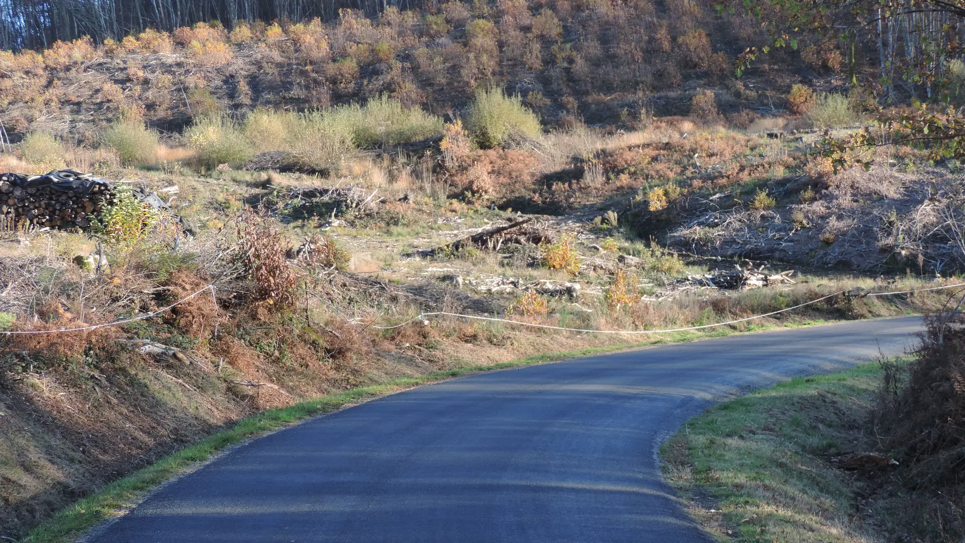 Les coupes dans la forêt