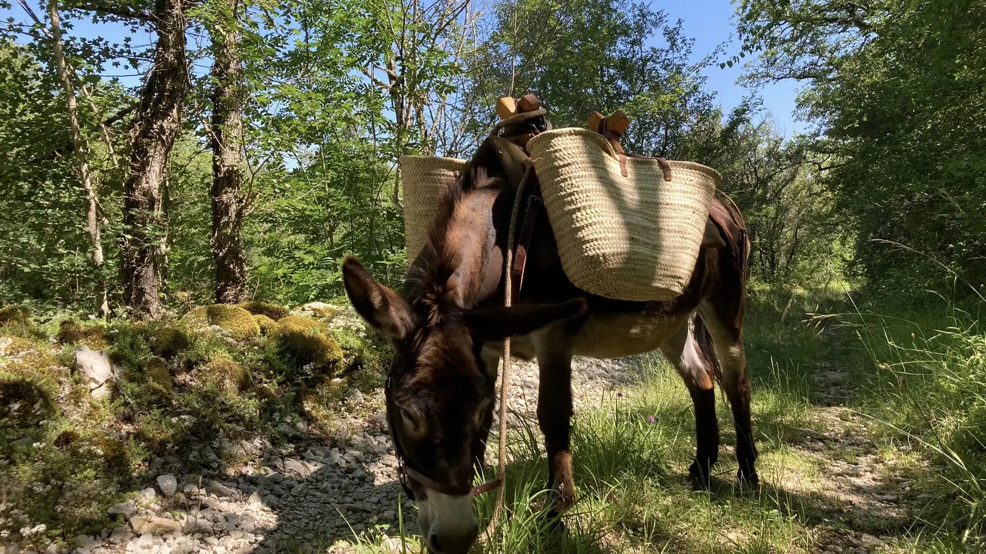 Les ânes de Lapopie