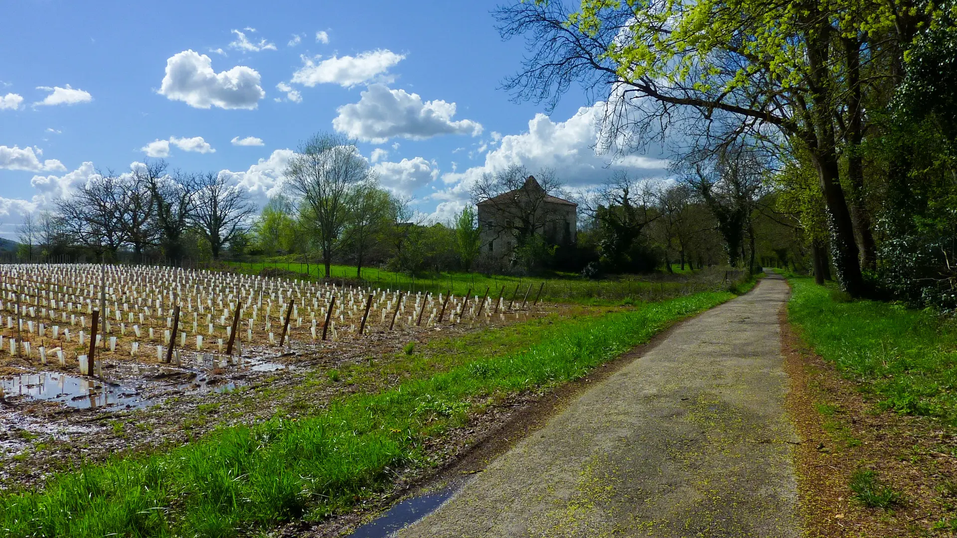 Les tuileries - Passage entre les vignes et le Lot © Lot Tourisme - C. Sanchez