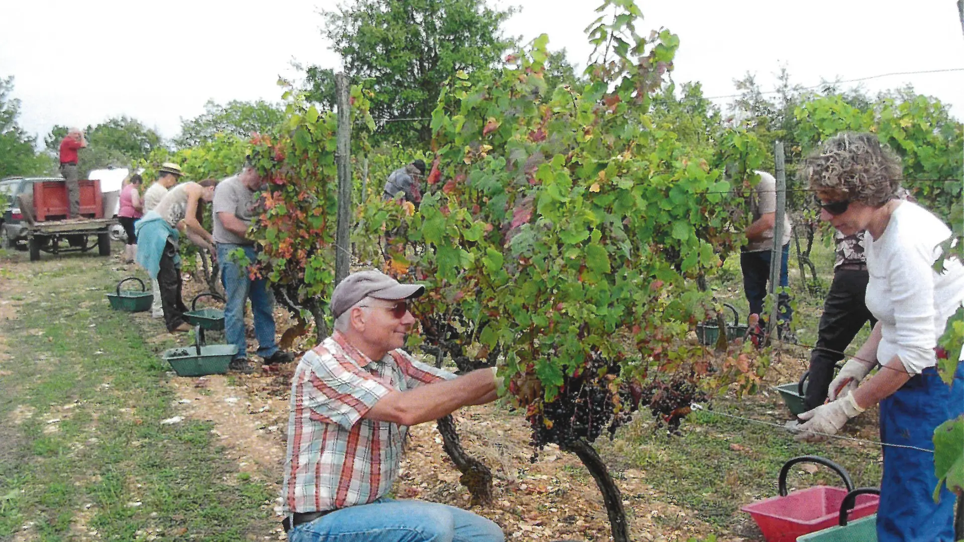 Les vendanges