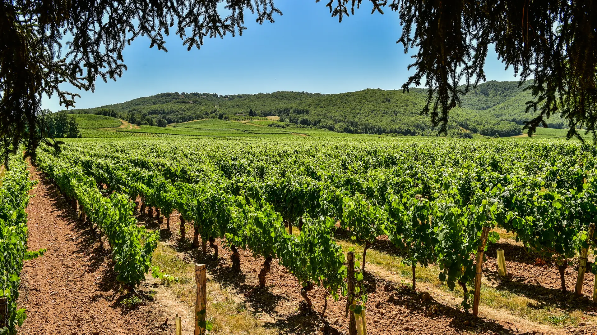 Les vignes du Clos Triguedina_07 © Lot Tourisme - C. ORY