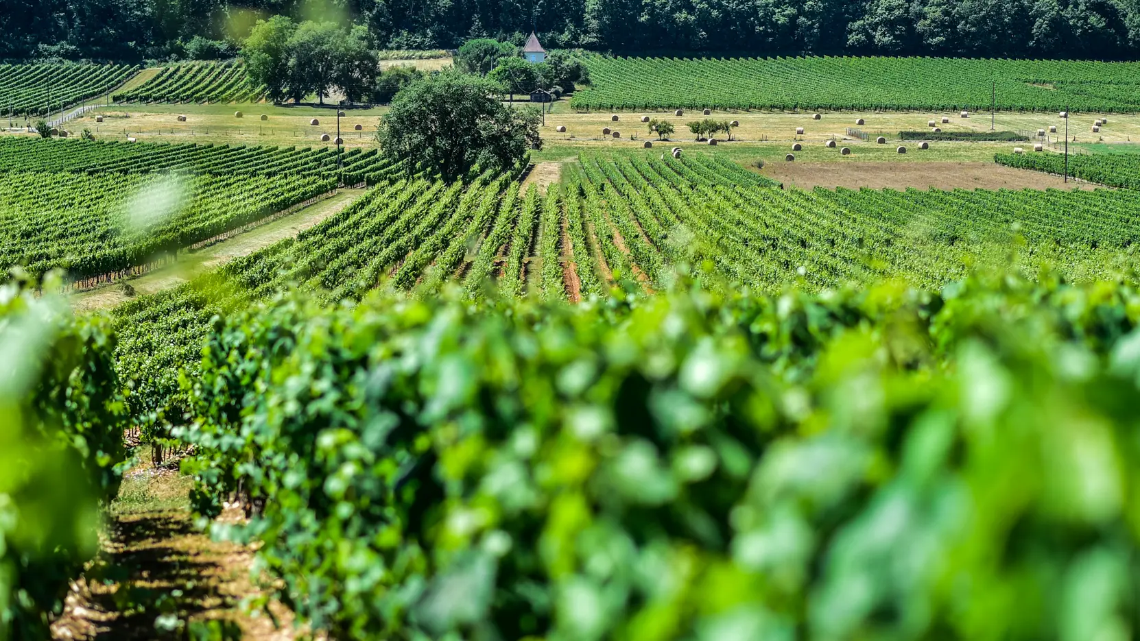 Les vignes du Clos Triguedina_08 © Lot Tourisme - C. ORY