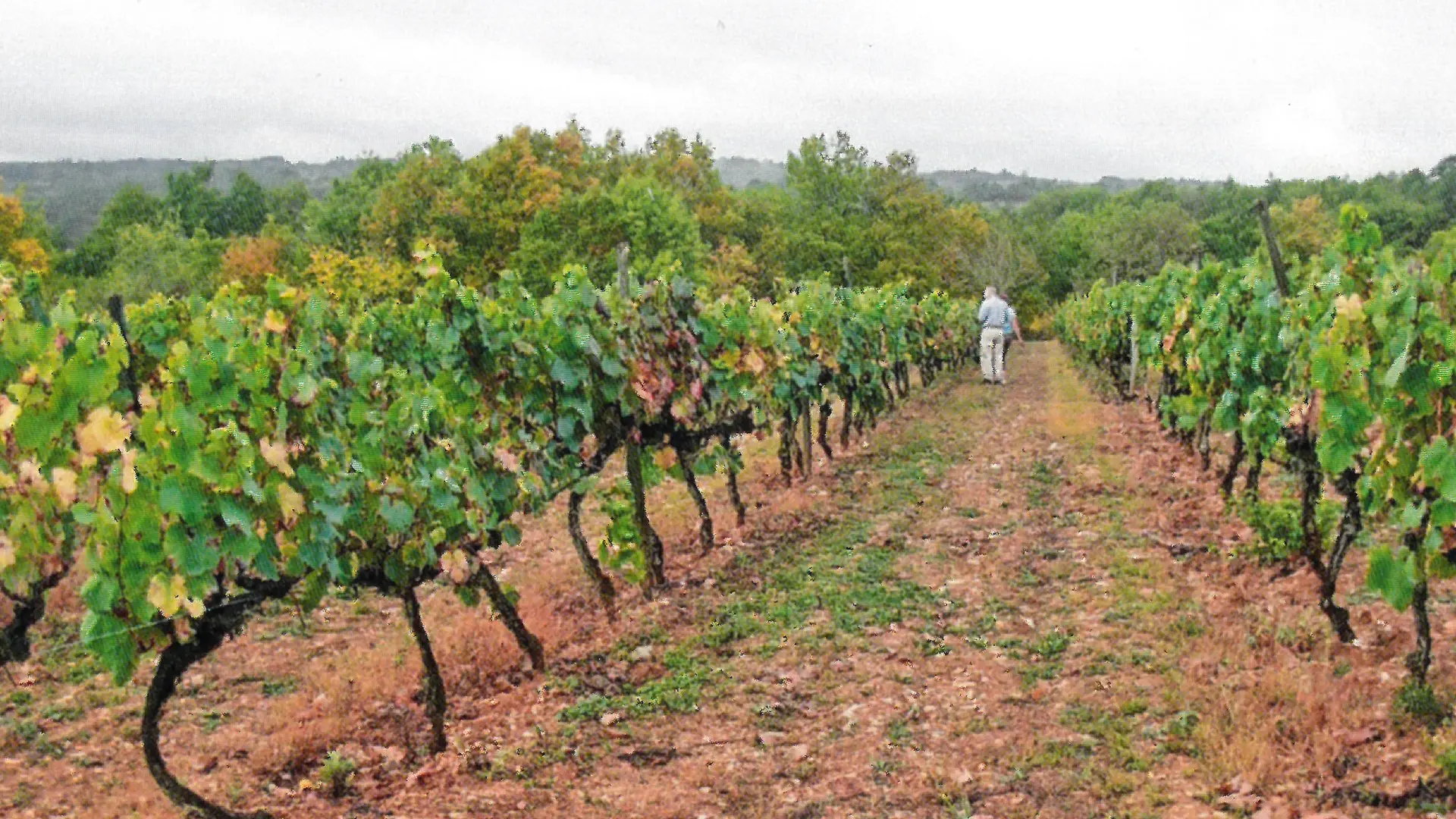 Les vignes
