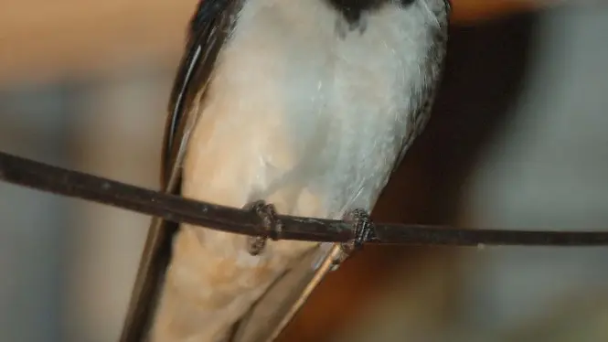 LesHirondelles-LaChabanaise-Beaulieu_hirondelle