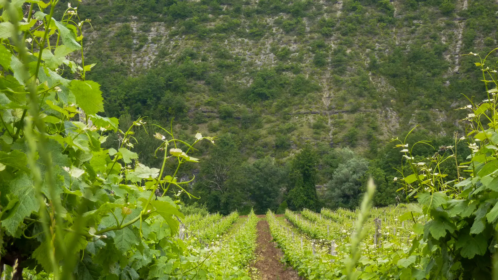 Magesses - Vignes au printemps_04 © Lot Tourisme - C. Sanchez