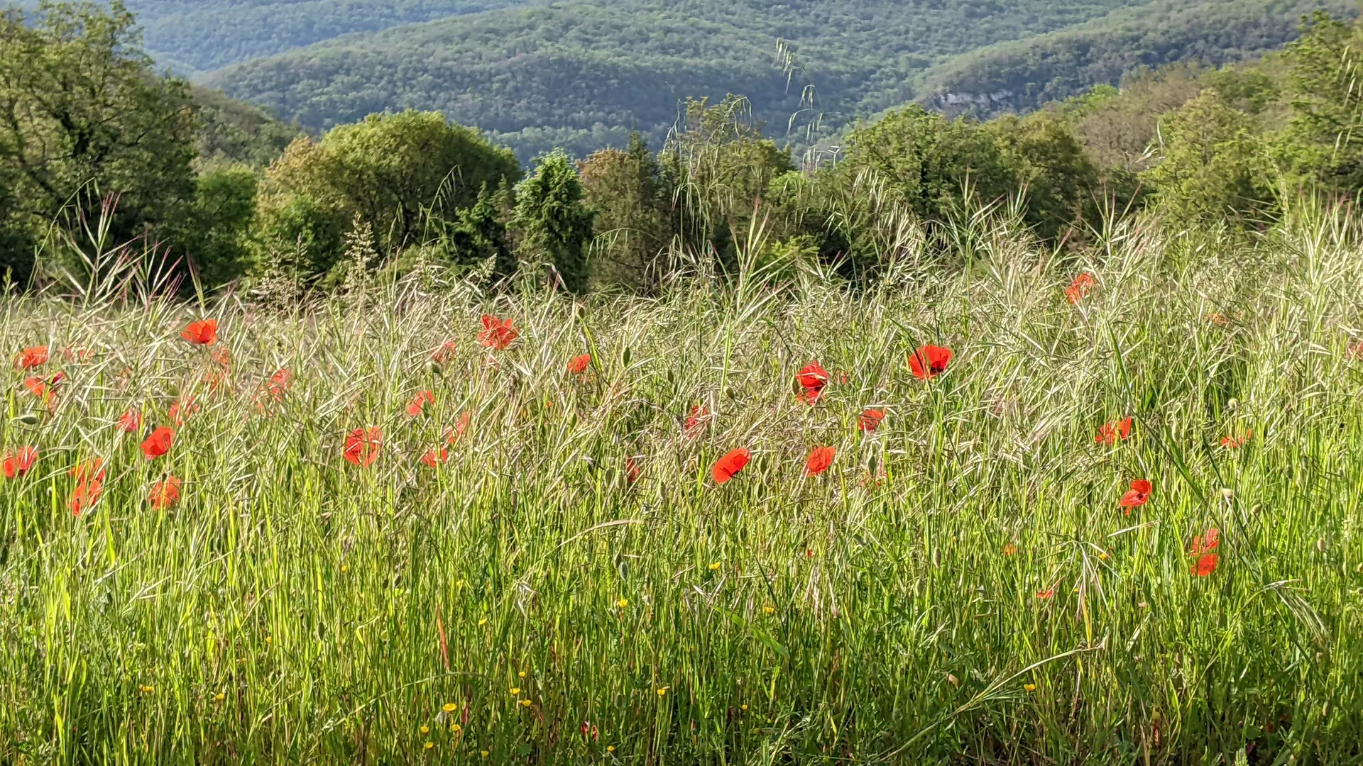 Gîte Clos des mûriers, Saint-Martin-Labouval, vallée du Lot, en pleine nature