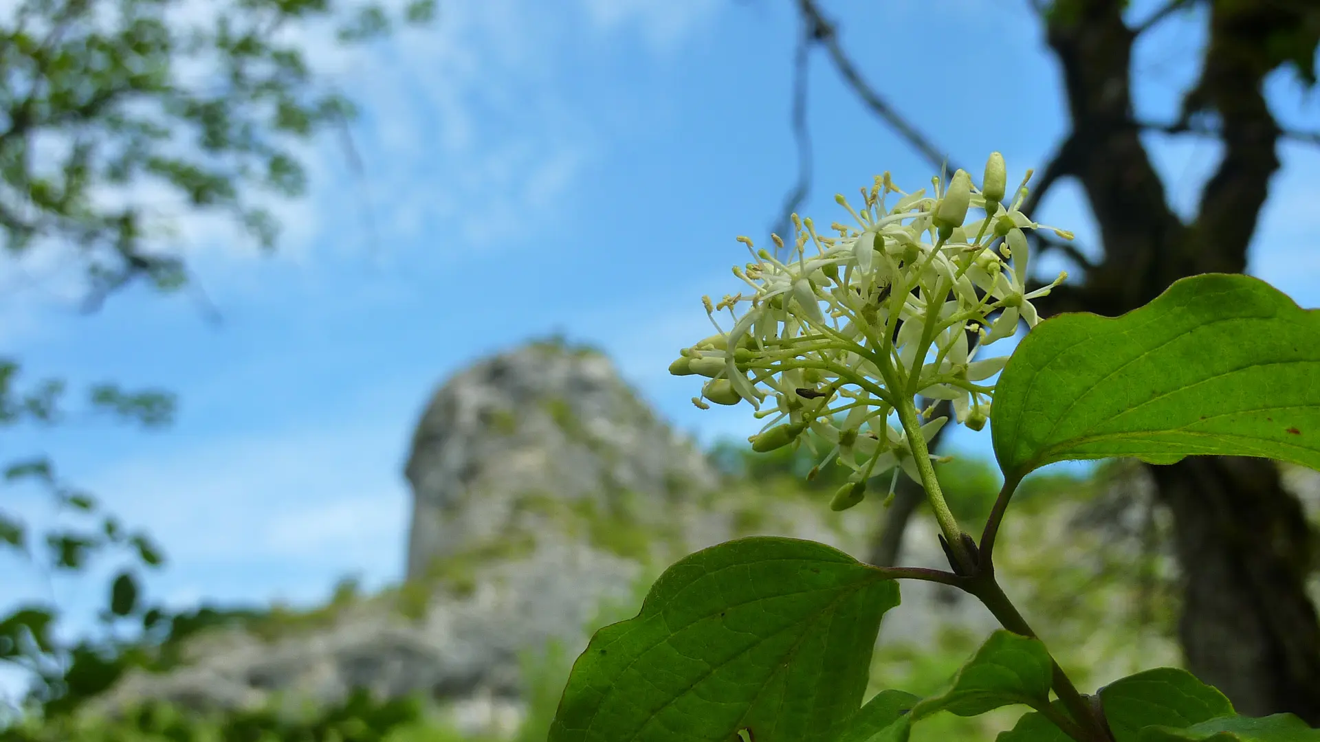Marty - Fleur _05 © Lot Tourisme - C. Sanchez