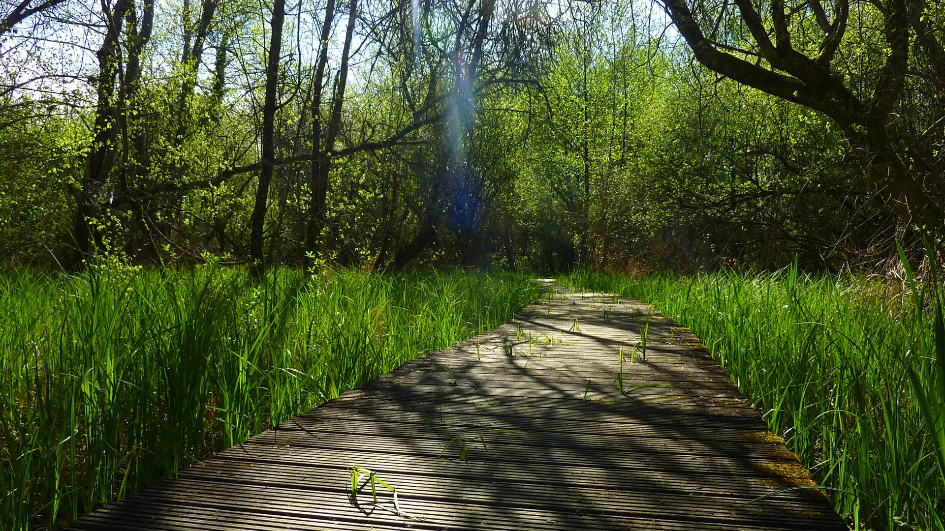 Marais de Bonnefont - parcours sur pillotis © Lot Tourisme - C. Sanchez