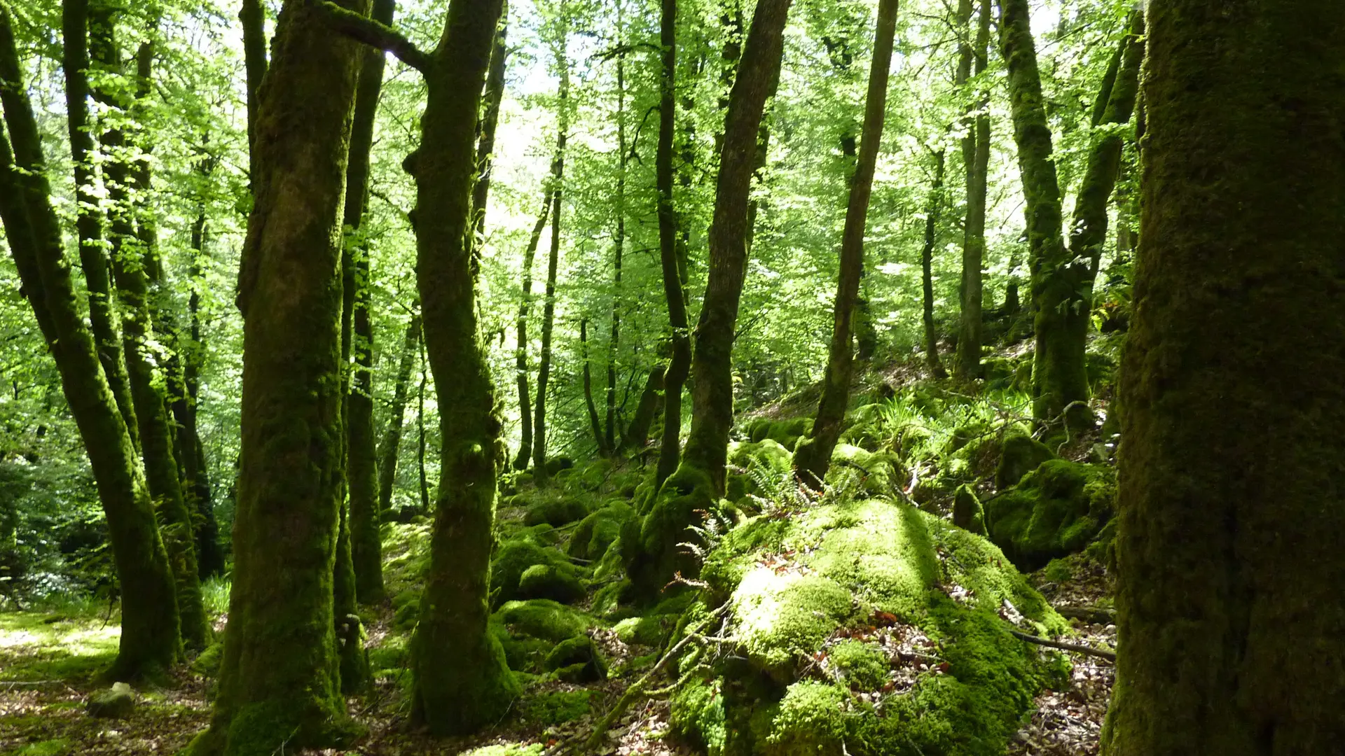 Marraufin - Prés du Ruisseau de Cayla_11 © Lot Tourisme - C. Sanchez
