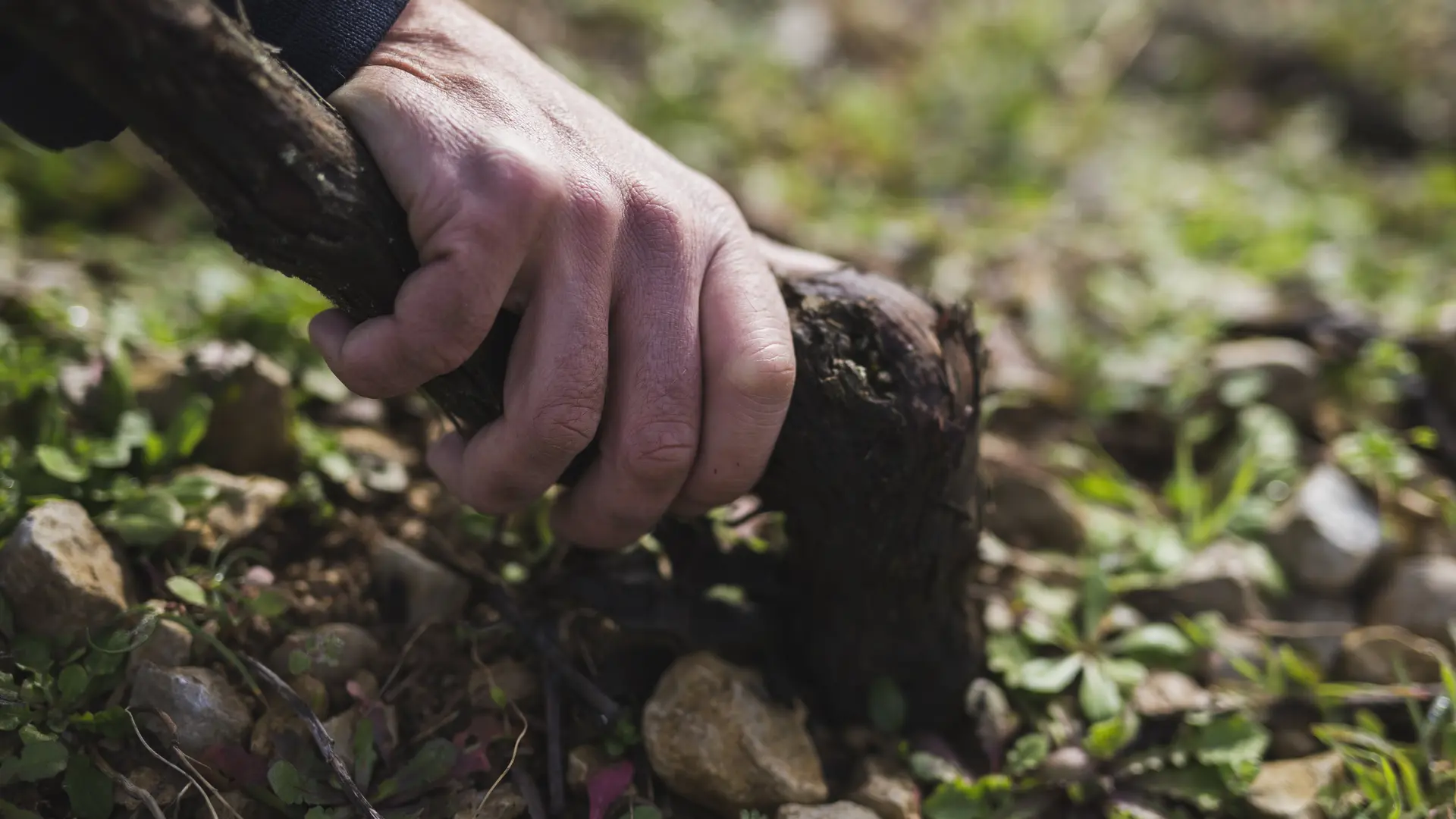 Le pied de vigne du 