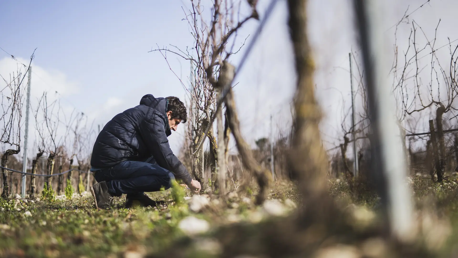 Le Vigneron qui s'occupe de la vigne.