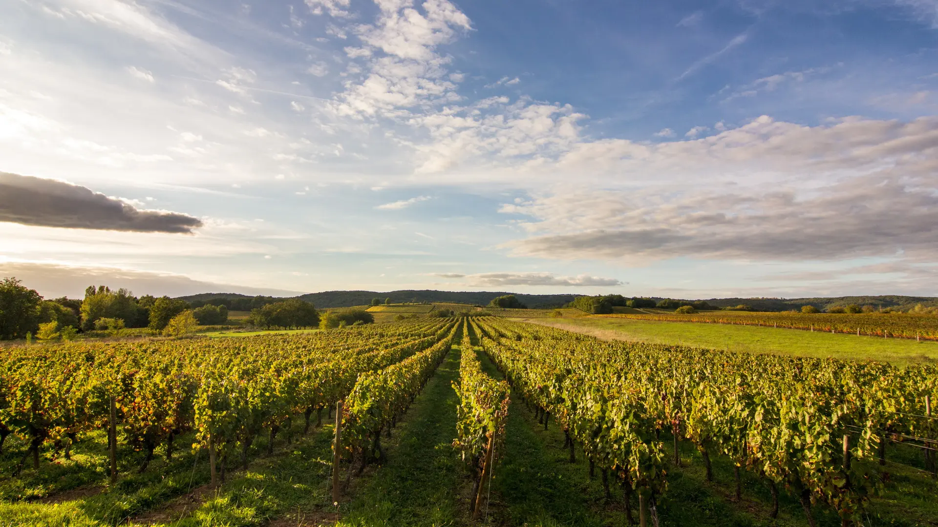 Mercuès -  Vignoble de Cahors