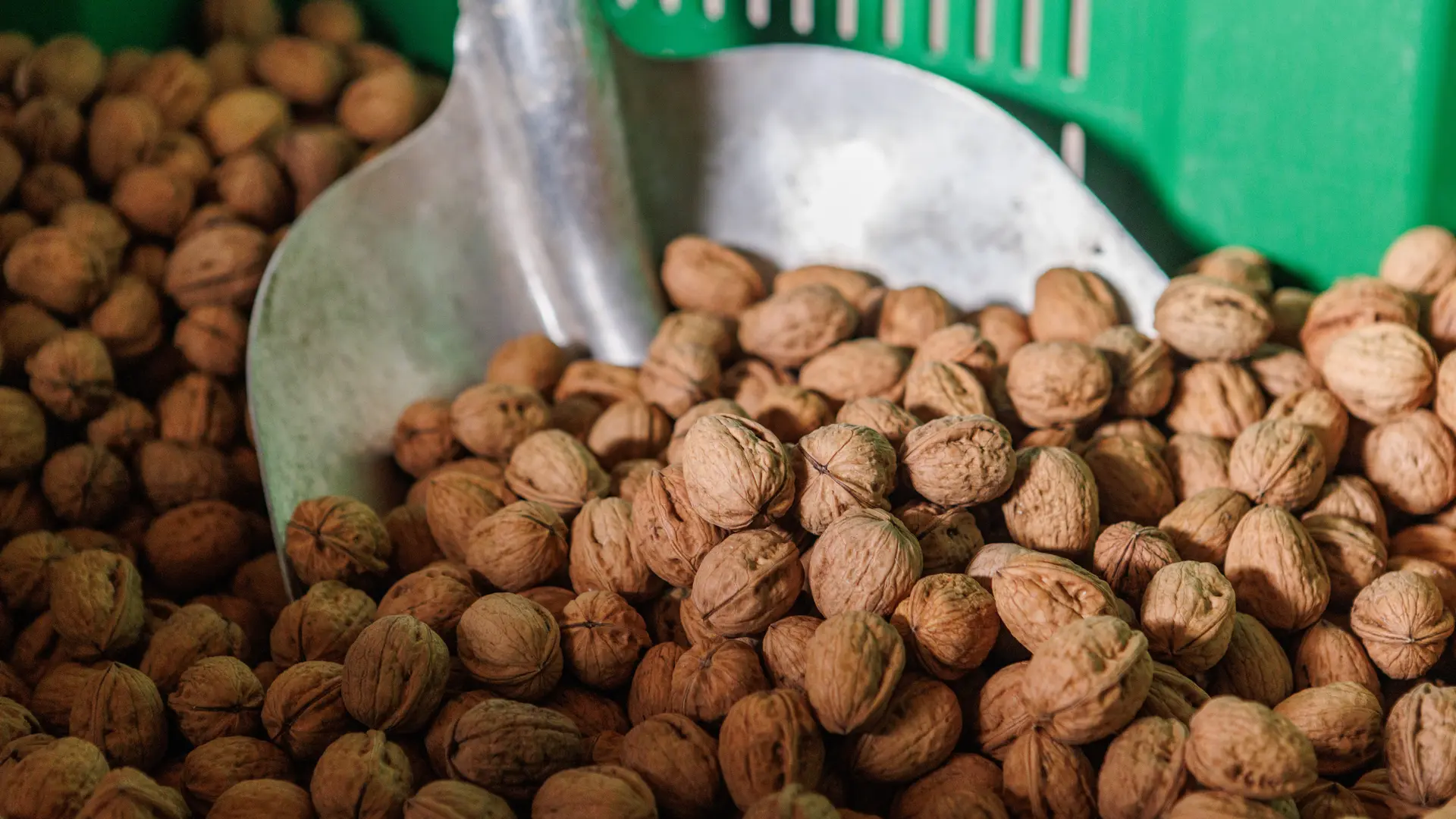 Tri des Noix Bio AOP du Périgord