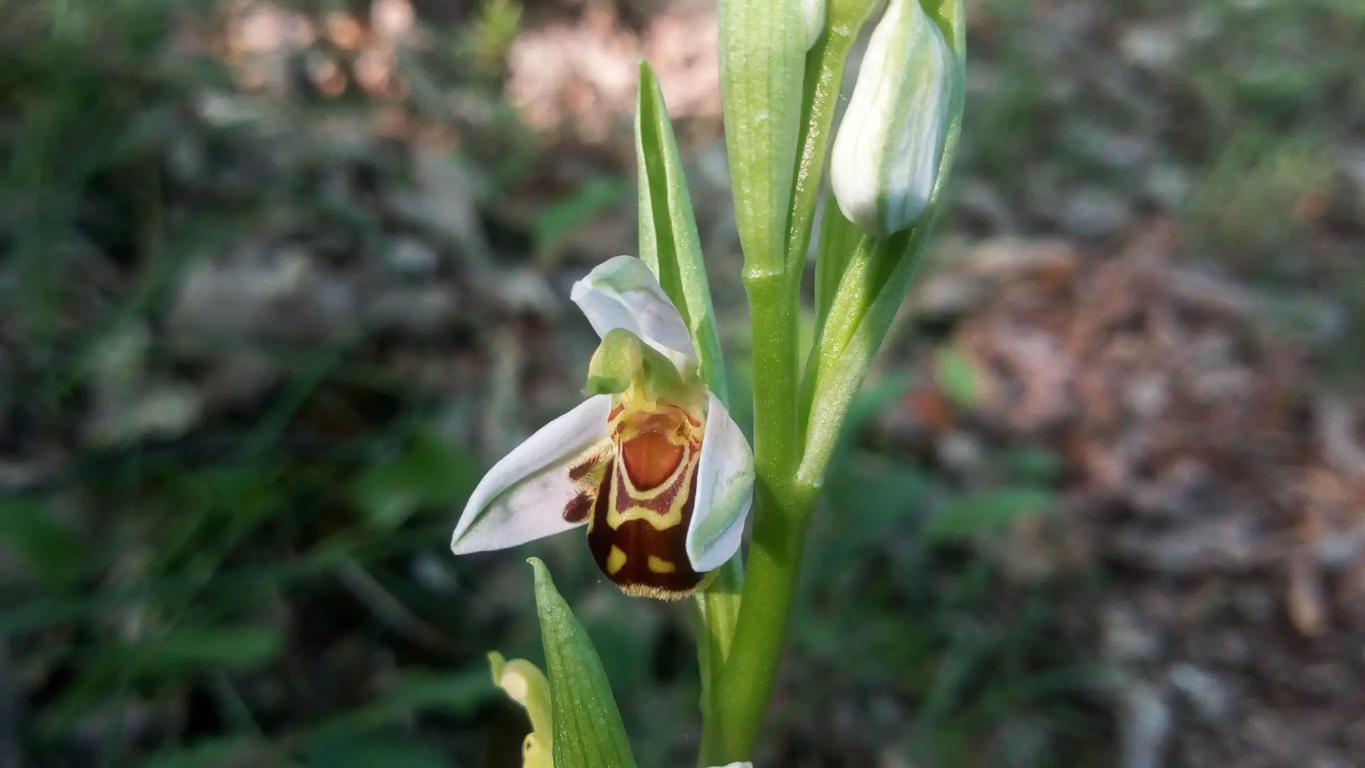 Ophrys abeille