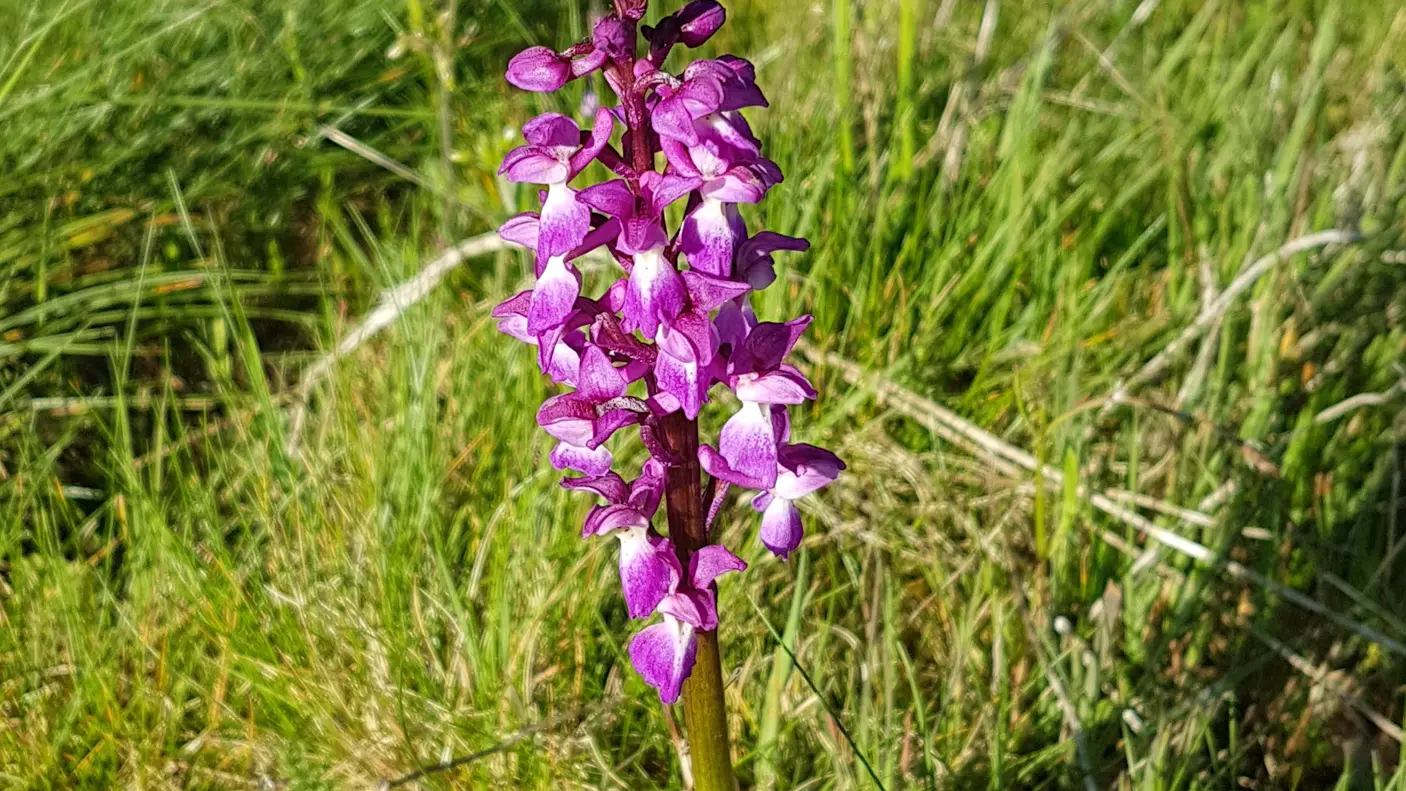 Orchidée sauvage
