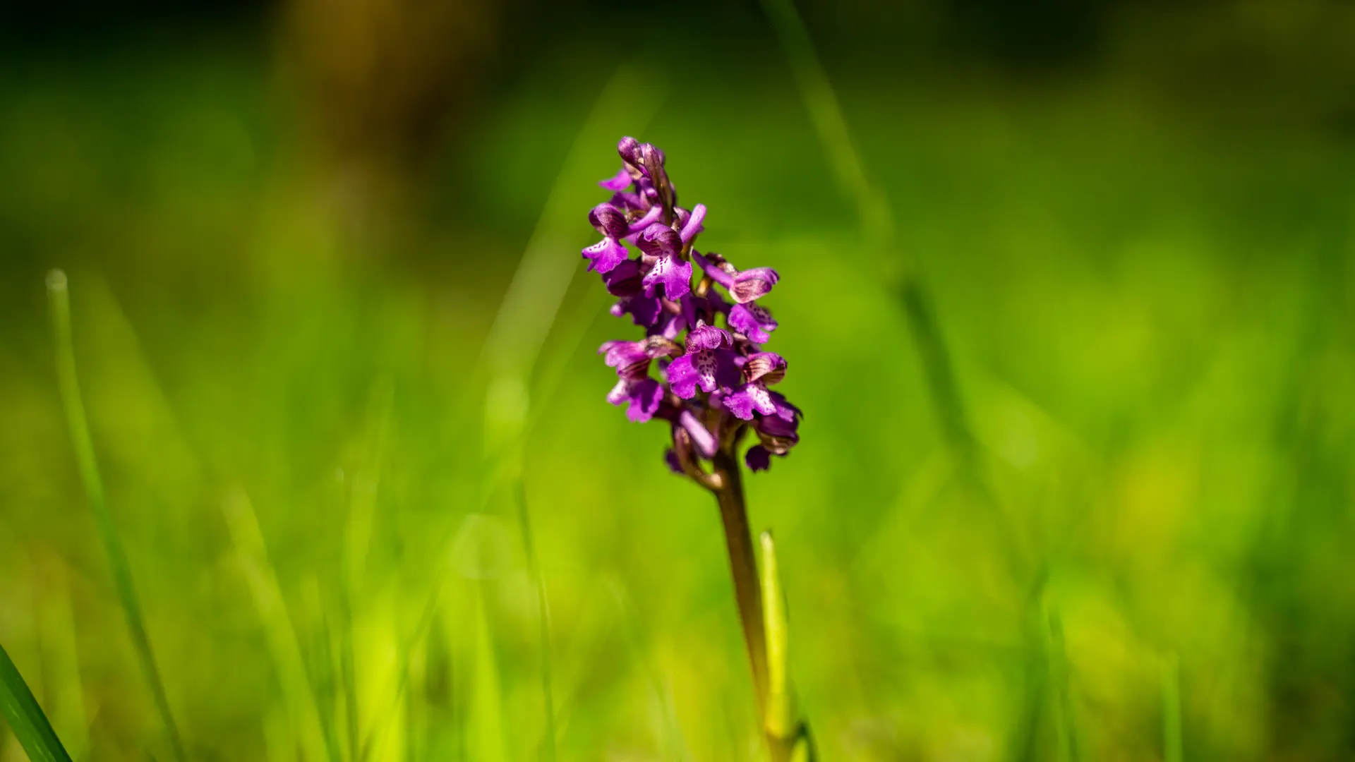 Orchidee sauvage en Pays de Gourdon