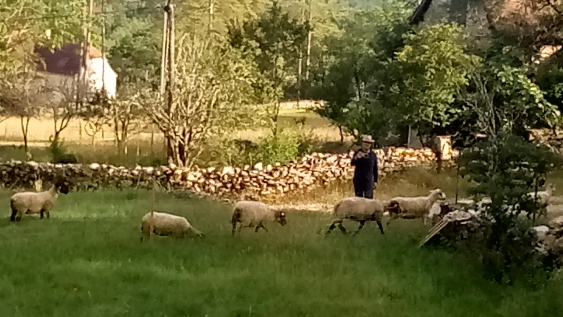 Les moutons d'Henri