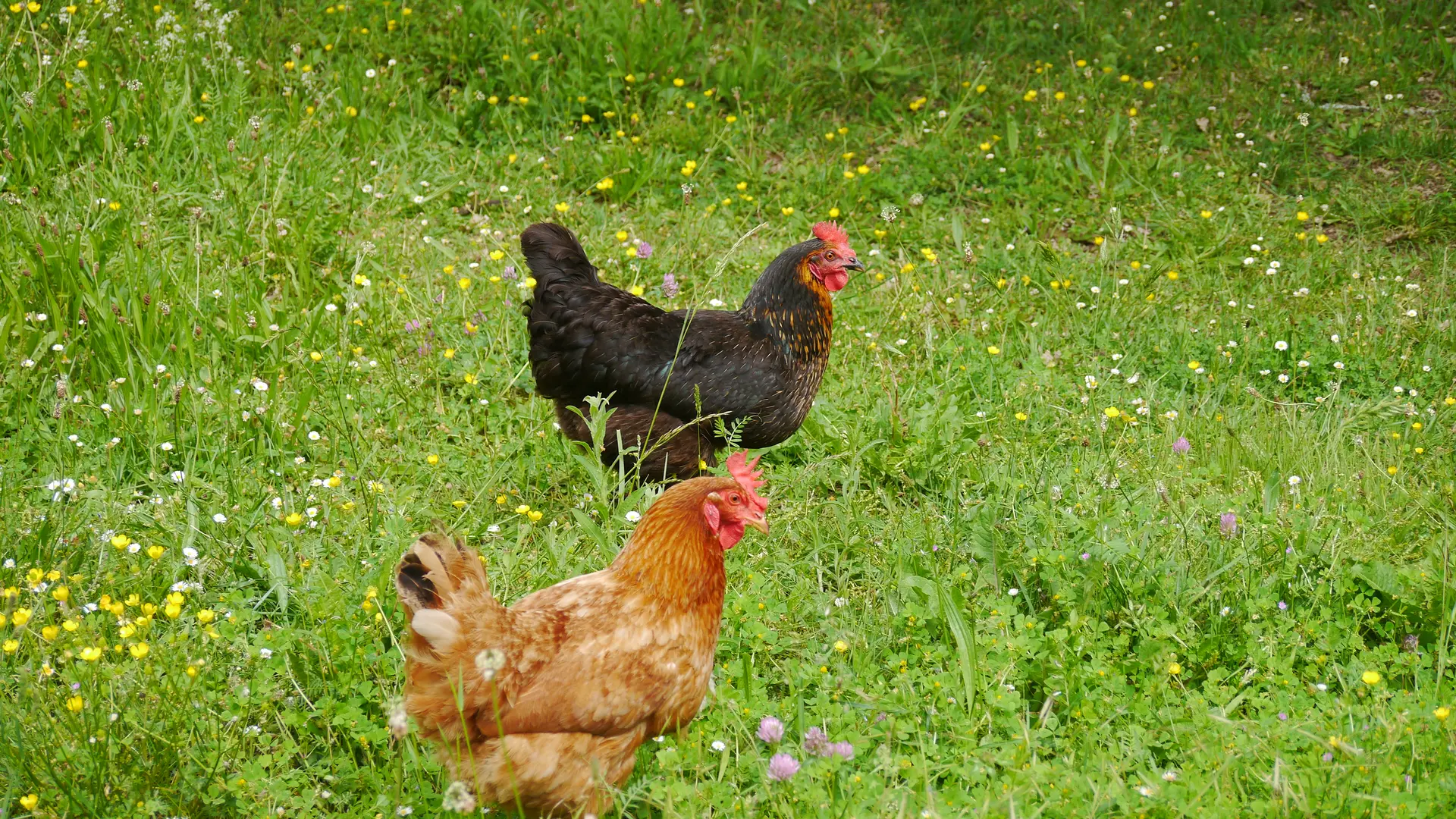 Les poules