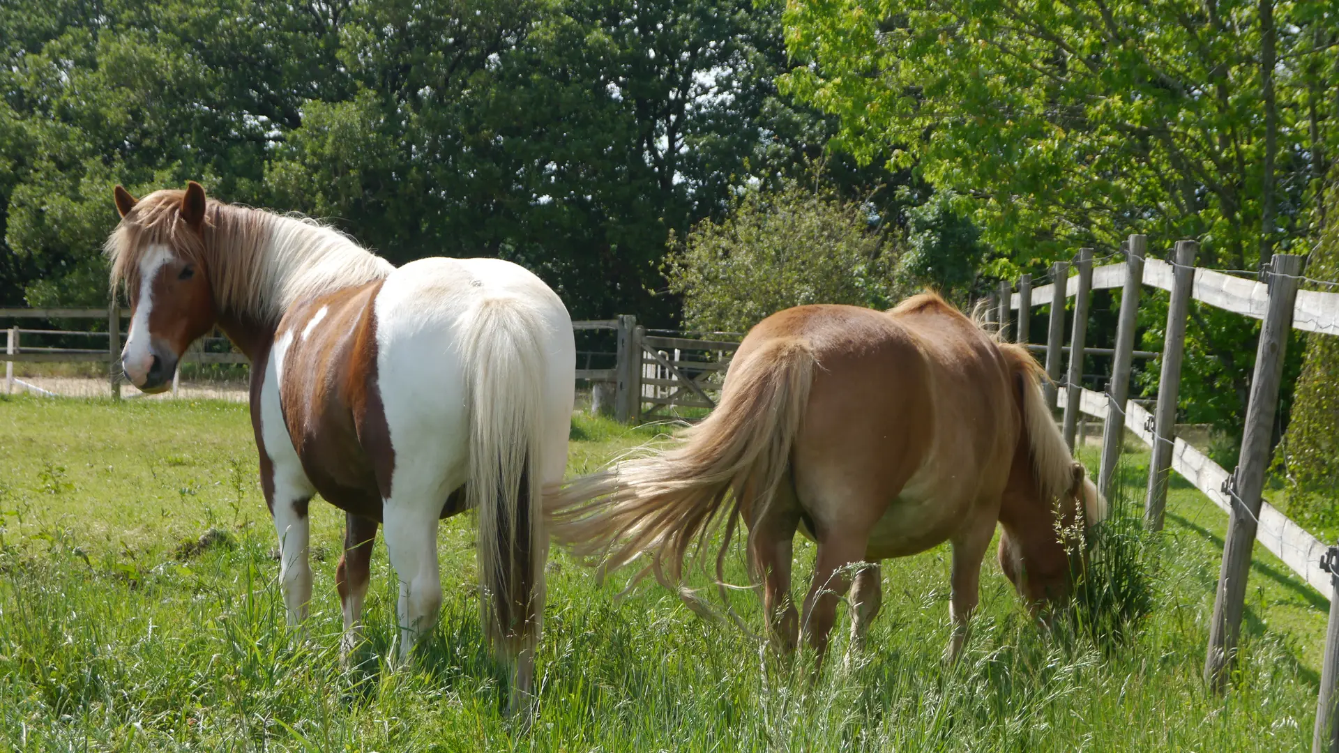 Les poneys