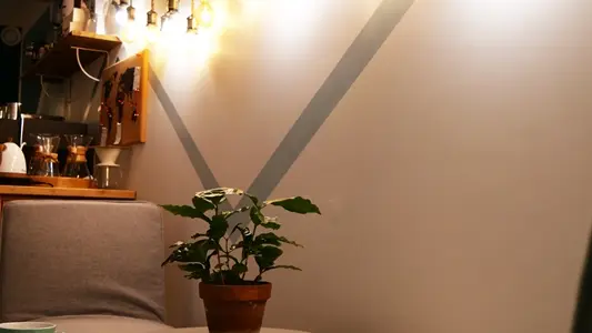 Pilea