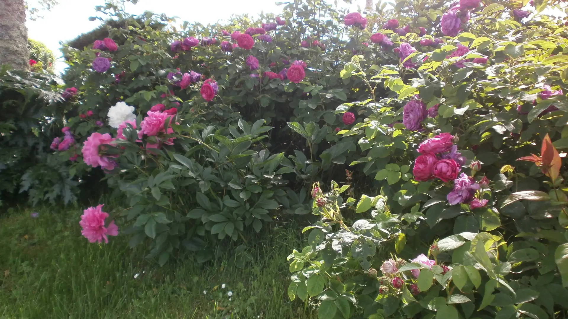 les fleurs du jardin d'herbes aromatiques