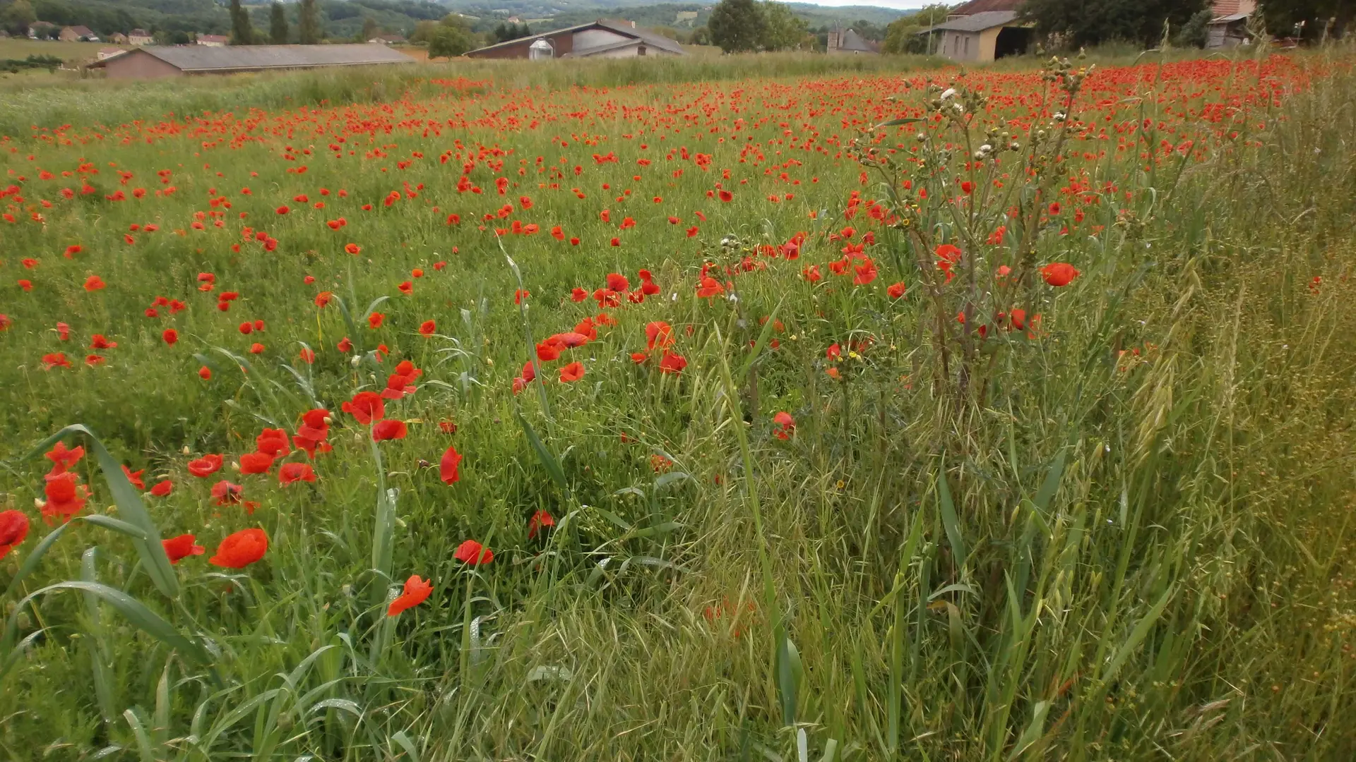 champs de coquelicots vus depuis le gîte