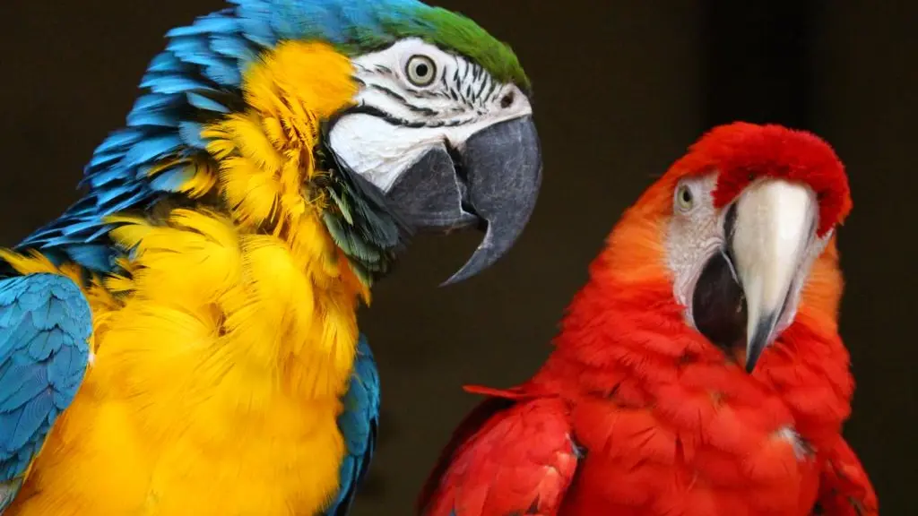 Paco et Rita, nos aras