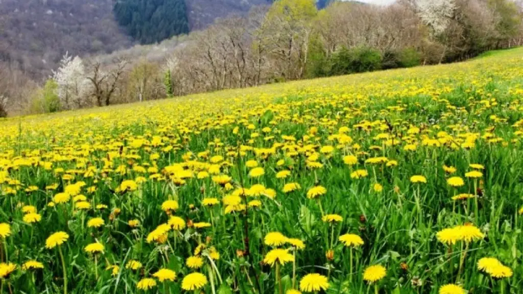 PRENDEIGNES-prairie fleurie