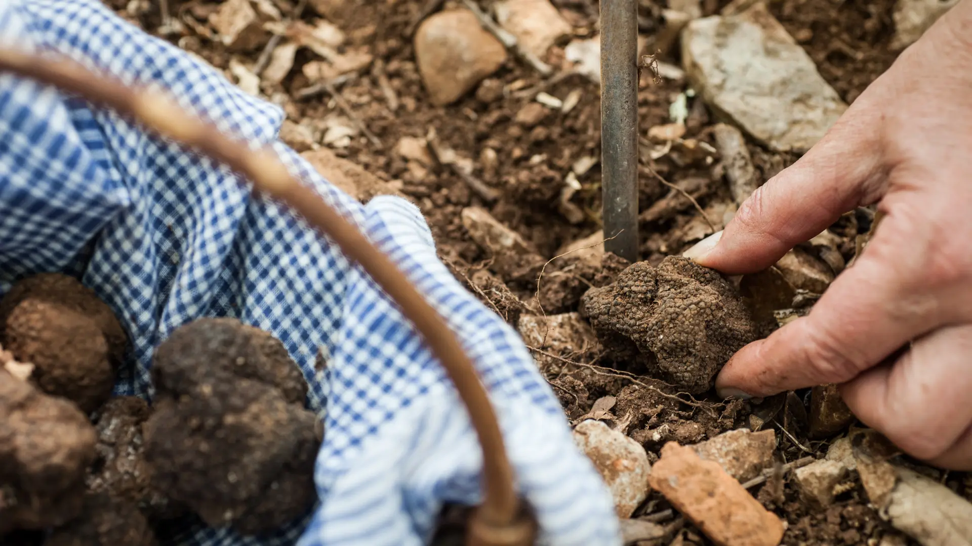 Panier de truffes © Lot Tourisme - C. ORY