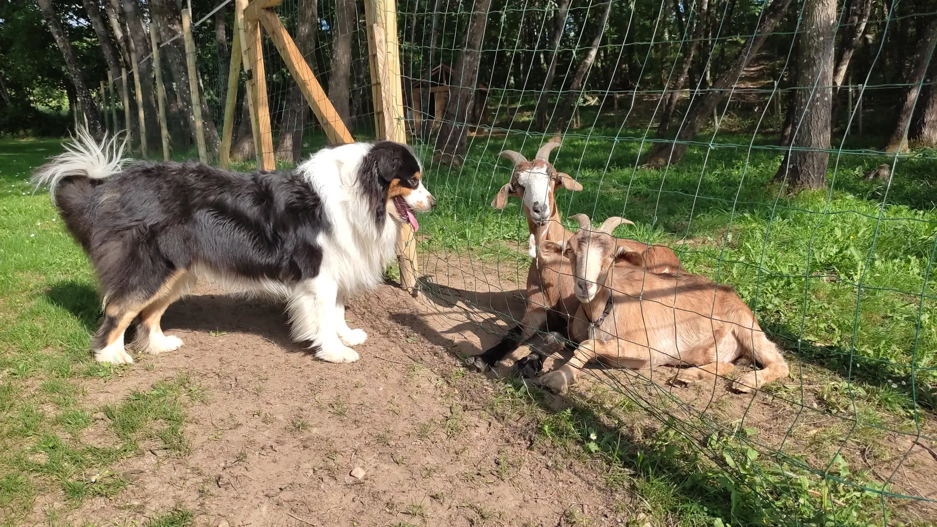 Animaux de la ferme