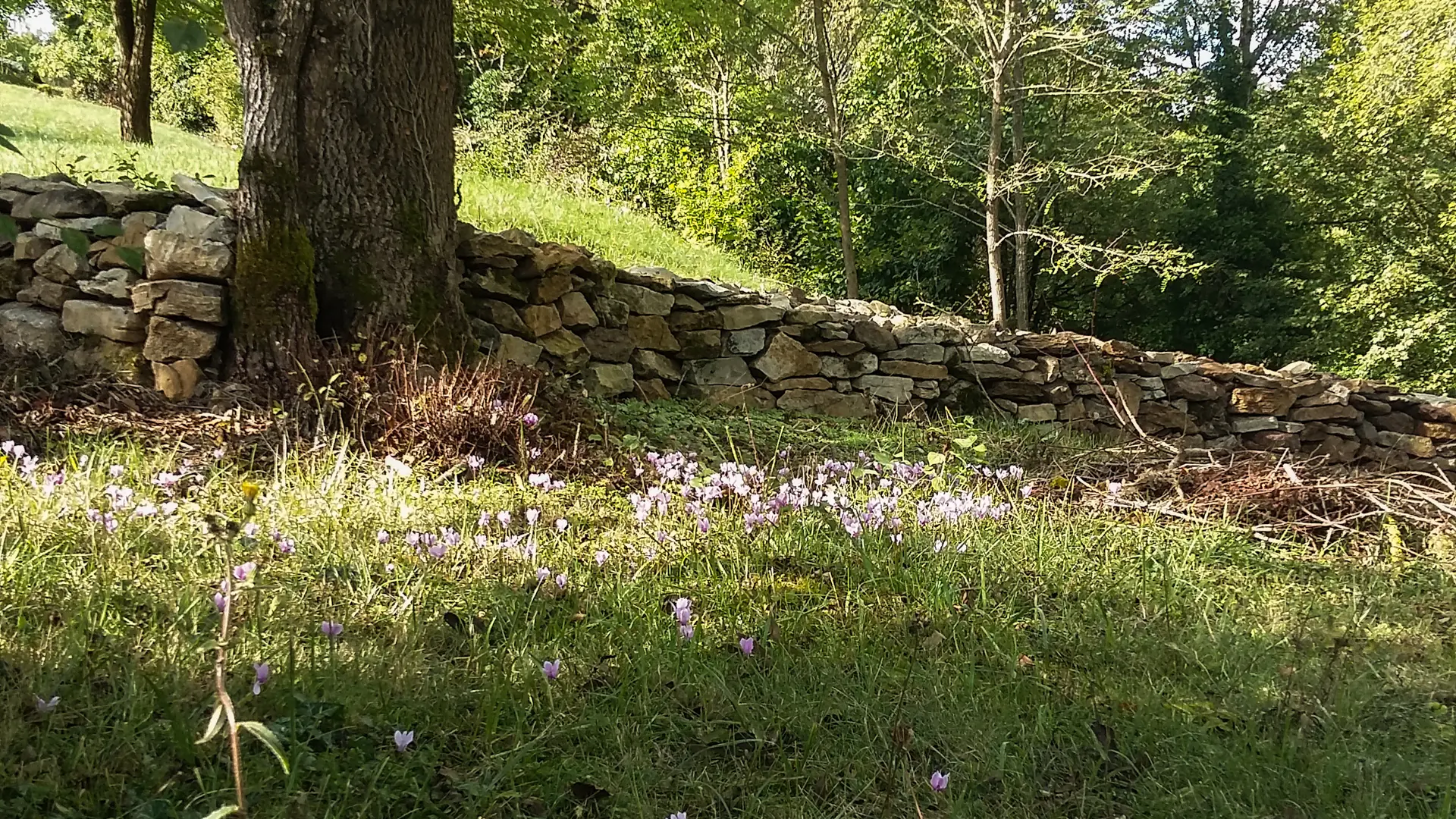 Parterre de Colchique au détour du chemin_18 © Lot Tourisme - A. Leconte