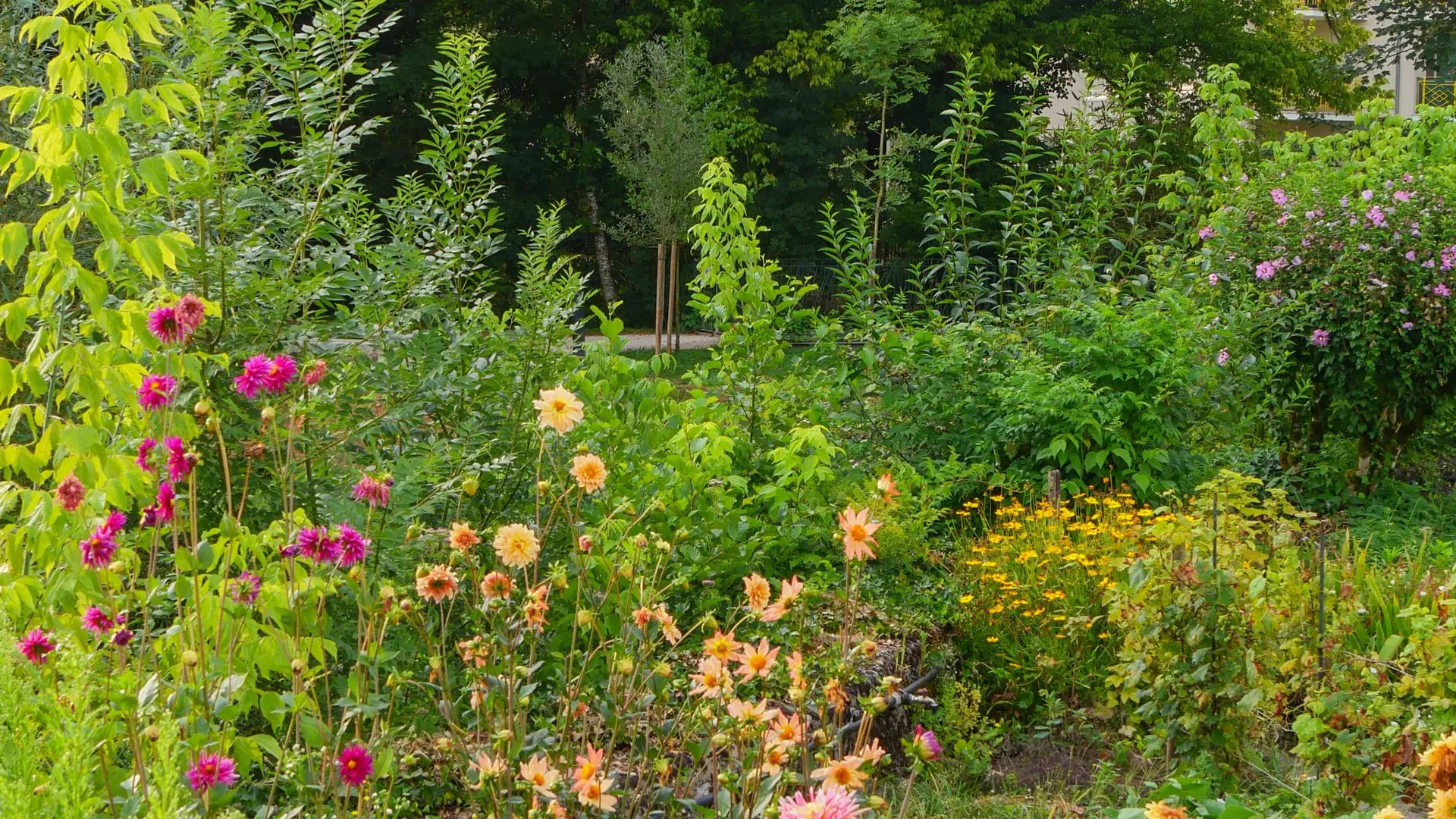 Parc Delmas été 2024 (2)