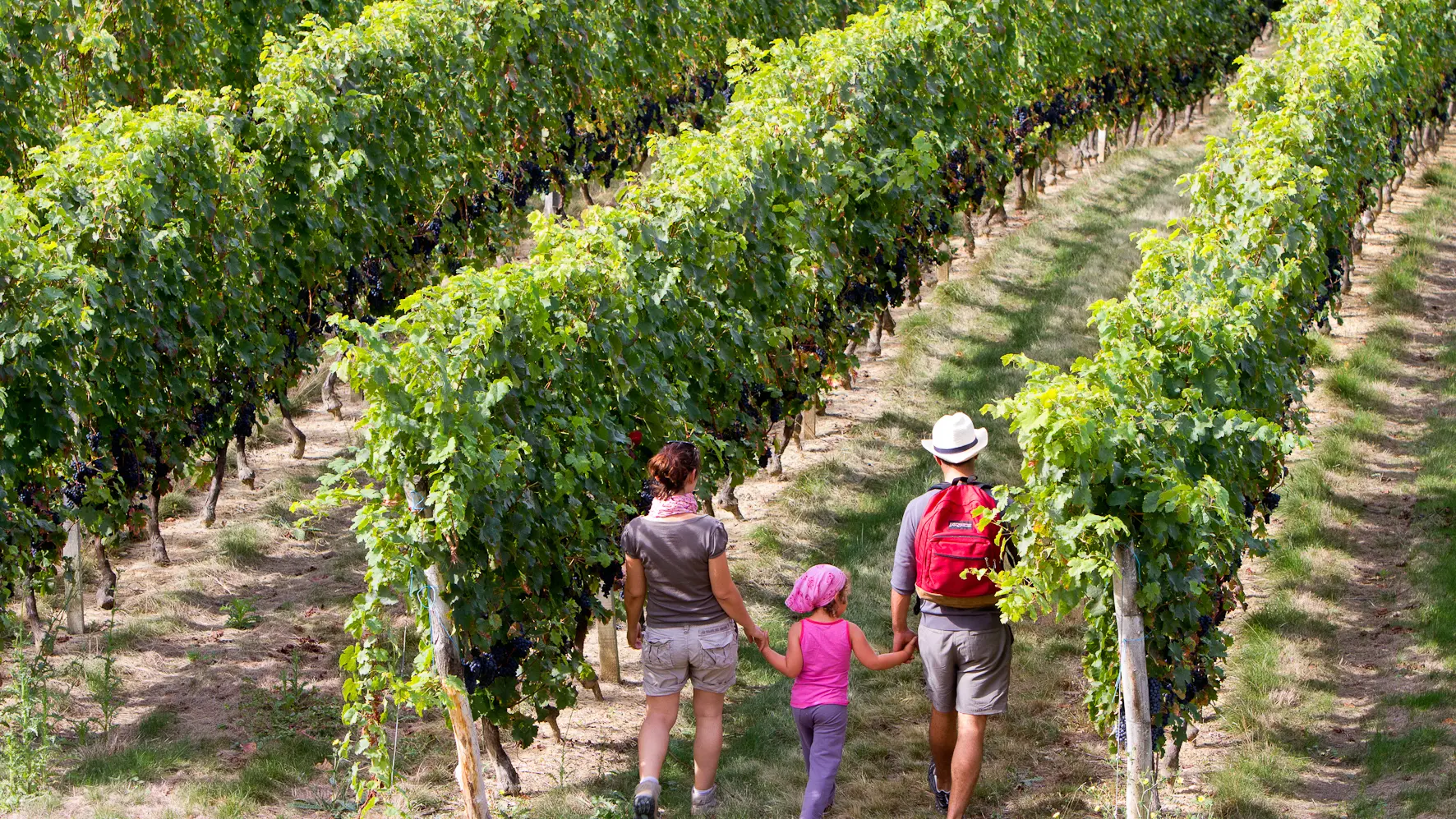 Paysage vignoble