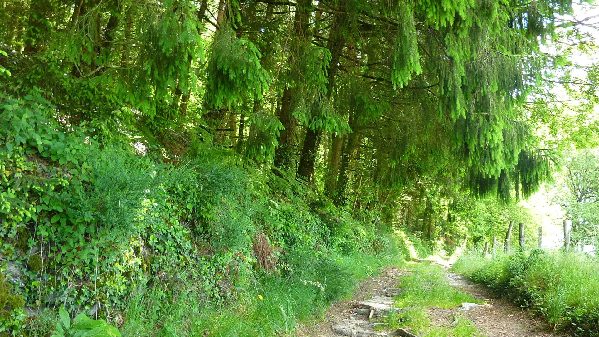 Pech de Courbou - Sous les sapins_09 © Lot Tourisme - C. Sanchez