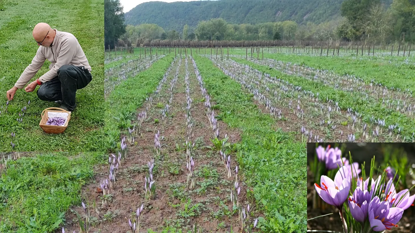 Période de récolte Les safranières en fleurs