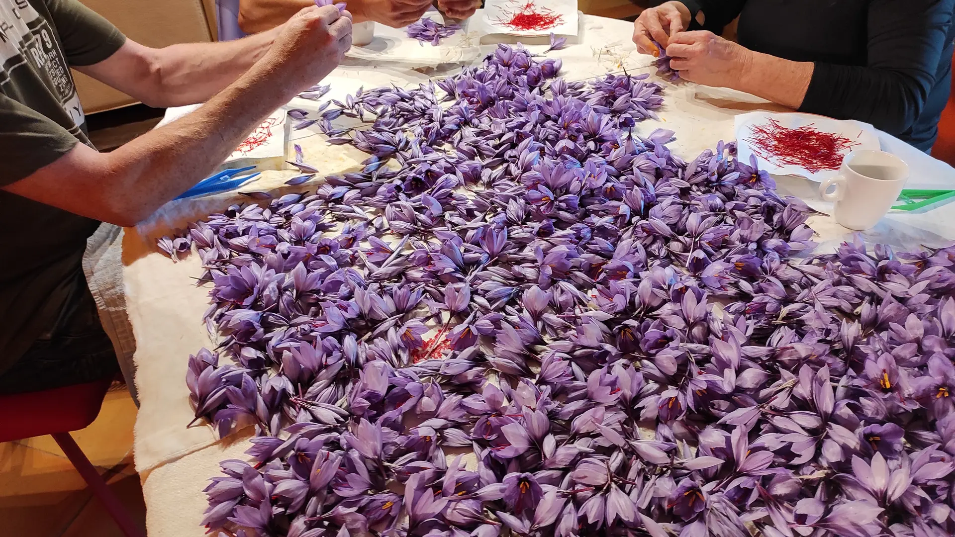 Période de récolte l'émondage