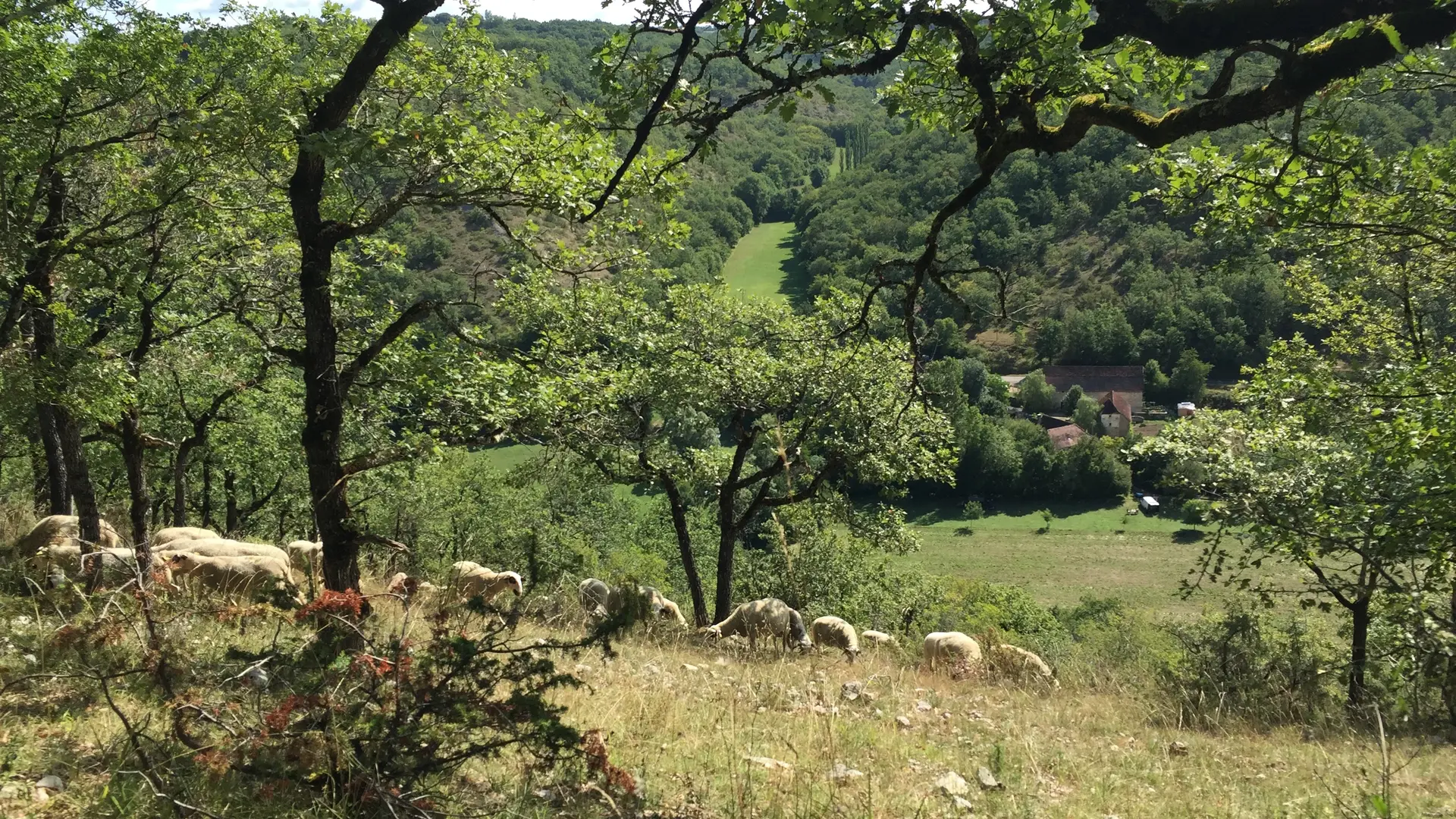 Moutons de la ferme