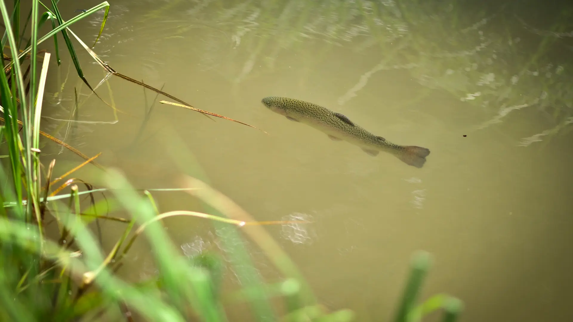 Pisciculture du Moulin de Guiral - Montredon_03 © Lot Tourisme - C. ORY