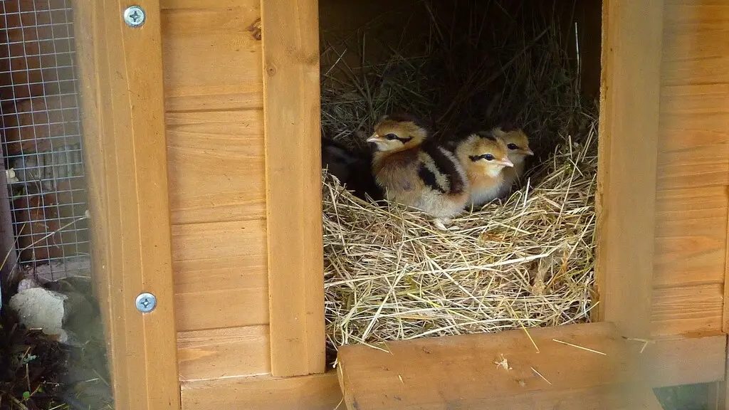 Poussins dans la mini-ferme