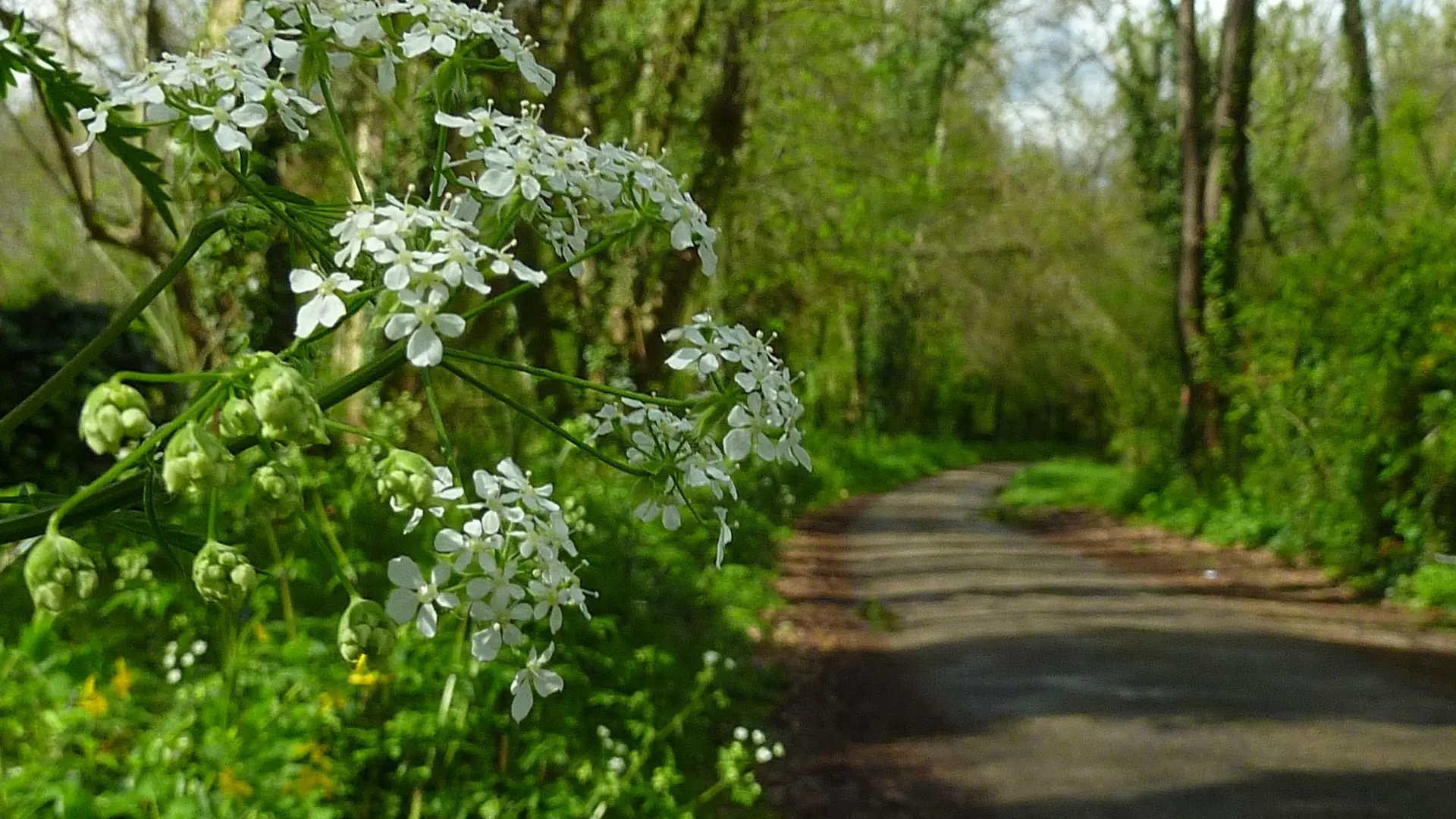 Pradines - Chemin en espace boisé © Lot Tourisme - C. Sanchez