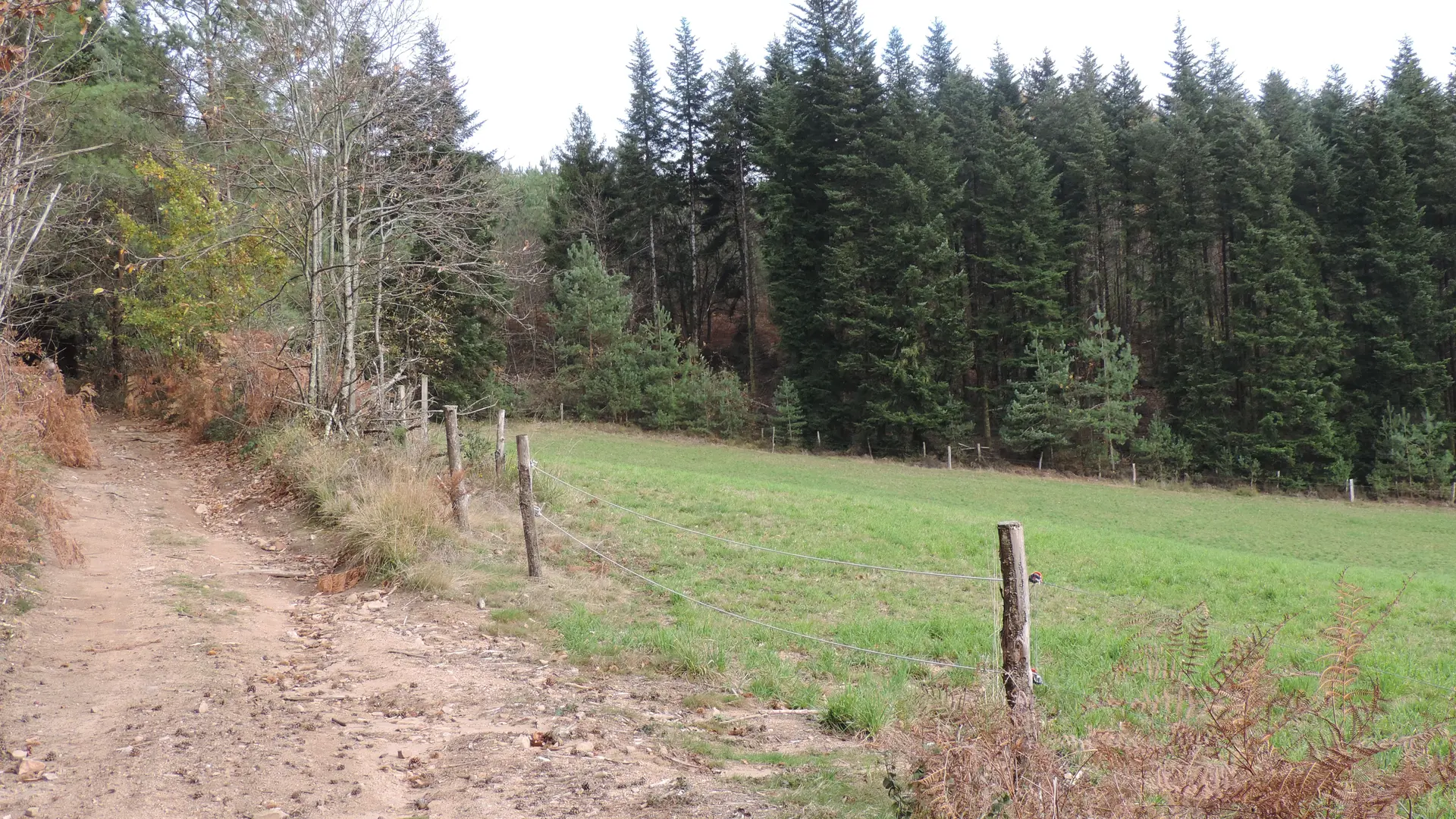 Prairie et forêt s_entremêlent