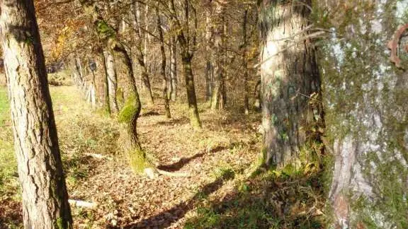 Puy d'Arnac - cafoulière 5 - VTT
