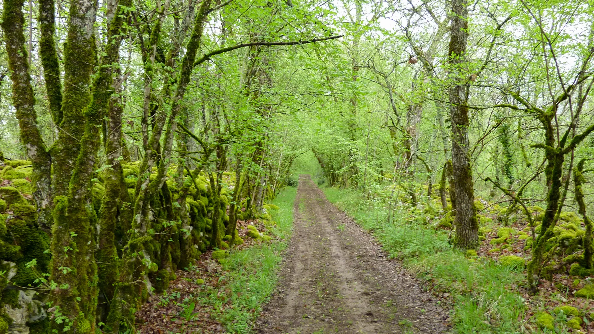 Quézac - Chemin de terre en sous-bois © Lot Tourisme - C. Sanchez