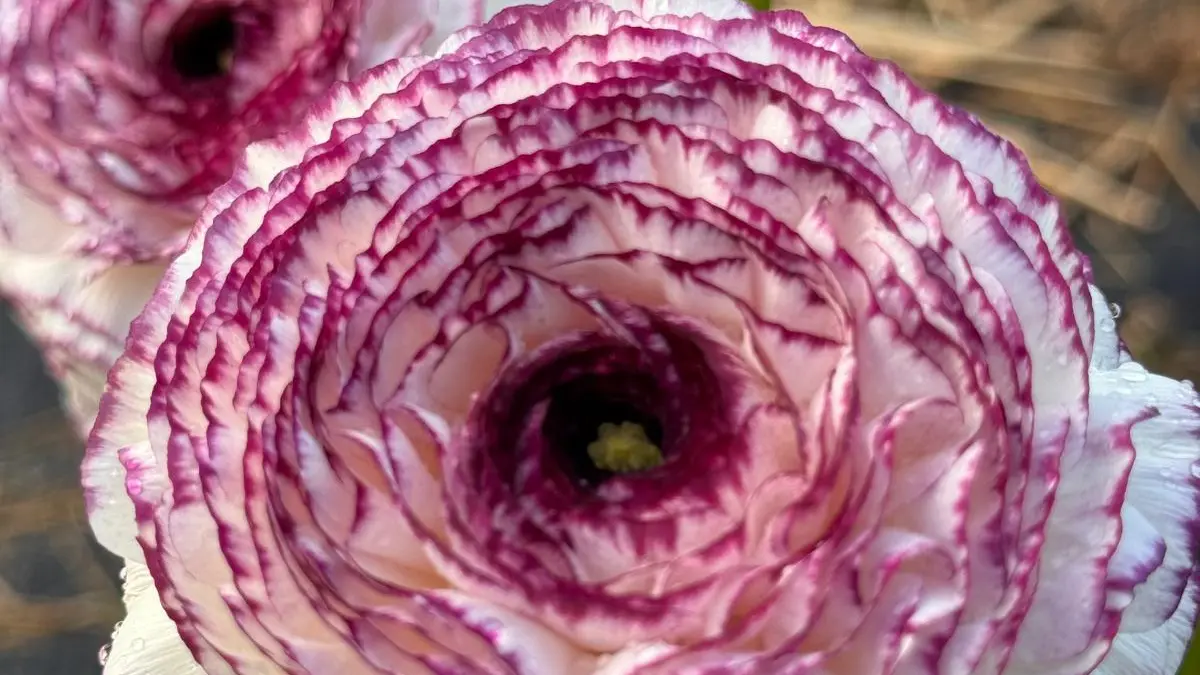 Ranunculus