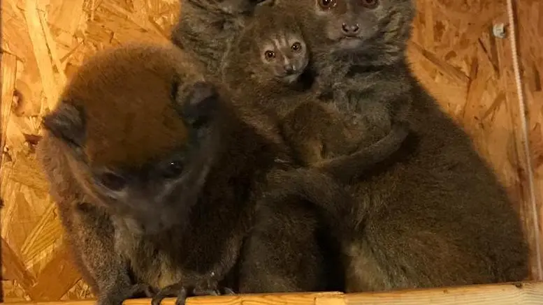 Réserve Zoologique de Calviac - Hapalémurs
